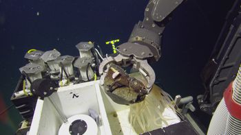 Media type: image;   Invertebrate Zoology 153117 Description: live specimen;